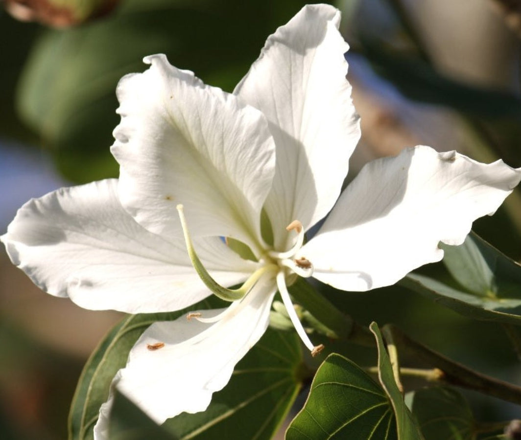 Close-up of a blooming white Hong Kong Orchid Tree flower.