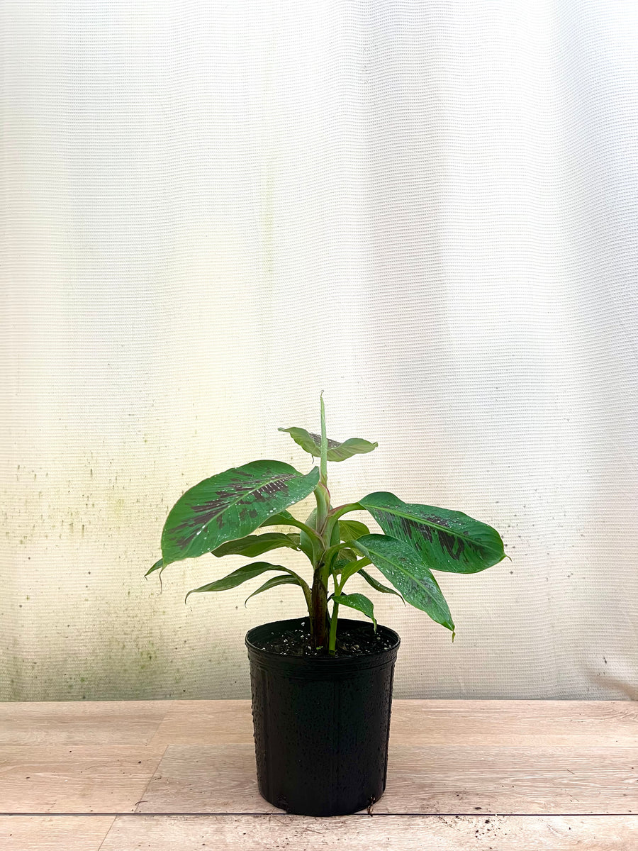Dwarf Cavendish Banana Fruit Tree