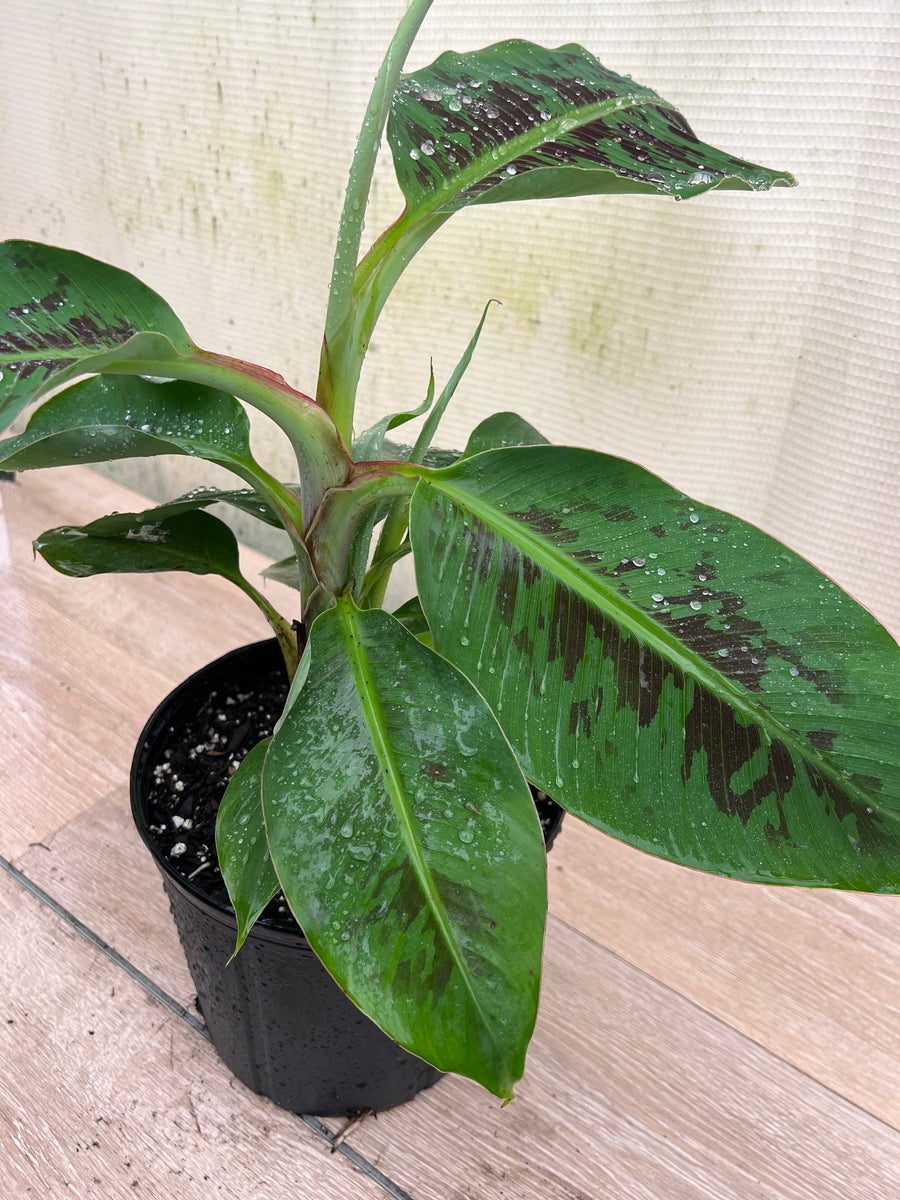 Dwarf Cavendish Banana Fruit Tree