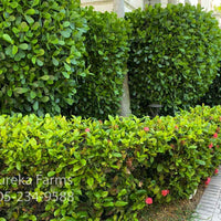 CLUSIA PRIVACY HEDGE, PICKUP ONLY