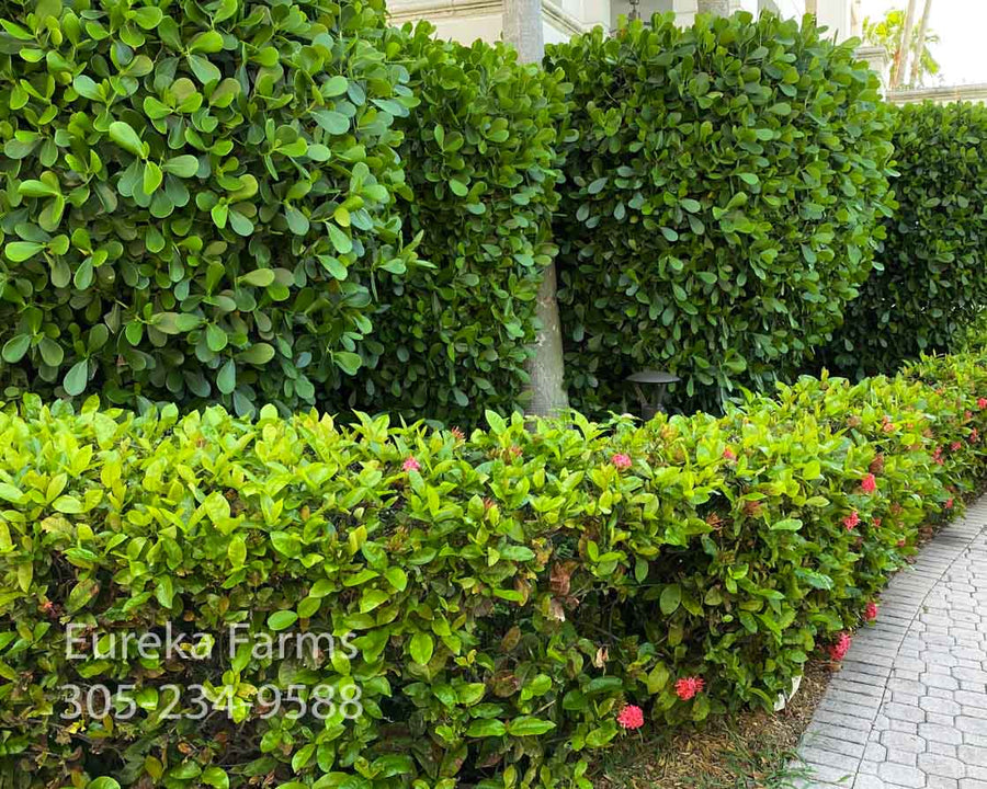 CLUSIA PRIVACY HEDGE, PICKUP ONLY