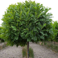Japanese Fern Tree. Filicium Decipiens