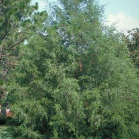 Southern Red Cedar, Juniperus silicicola