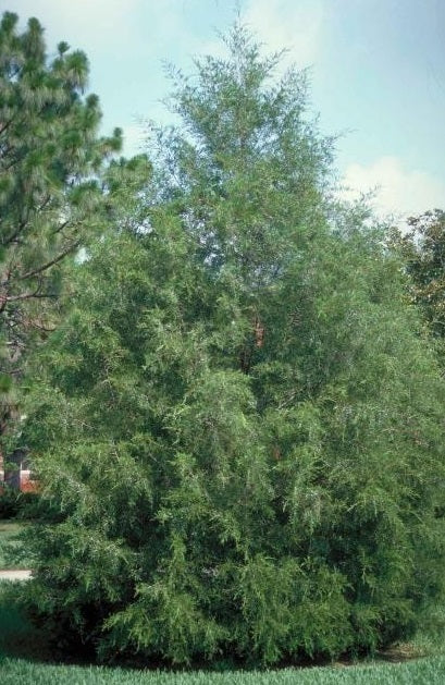 Southern Red Cedar, Juniperus silicicola