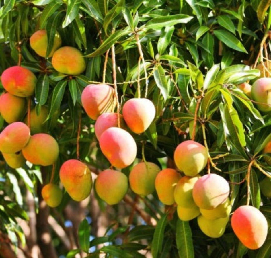 A close-up view of several ripe Kent mangos displaying a beautiful mix of green, yellow, and reddish-pink blush, hanging in clusters from a tree branch