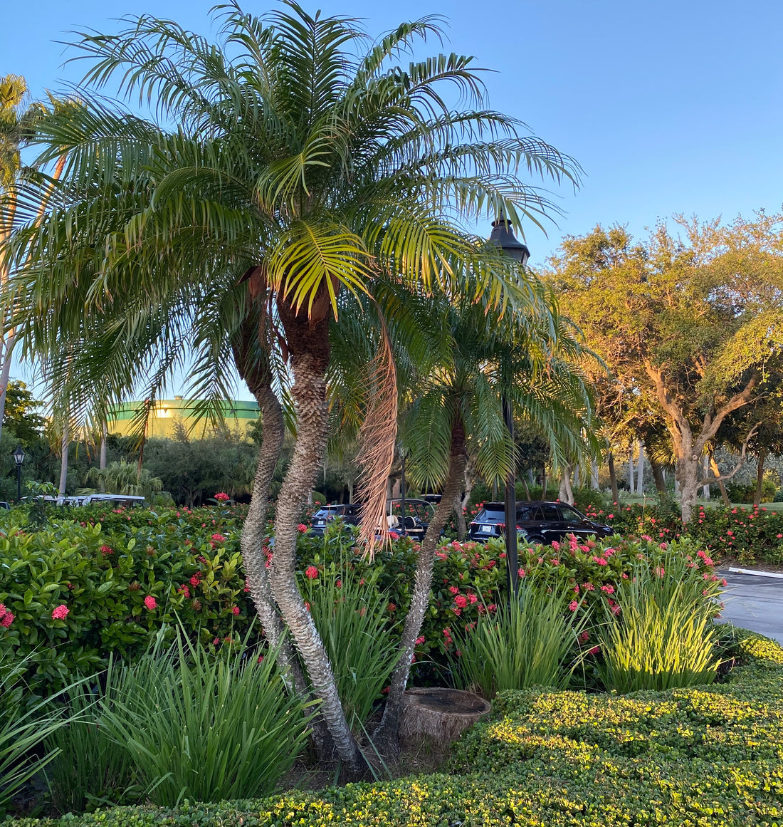 Large Phoenix Roebelinii Pygmy Date Palm featuring a full crown of long arching dark green fronds and multiple textured trunks, creating a lush tropical landscape appearance.