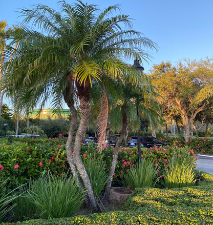 Large Phoenix Roebelinii Pygmy Date Palm featuring a full crown of long arching dark green fronds and multiple textured trunks, creating a lush tropical landscape appearance.