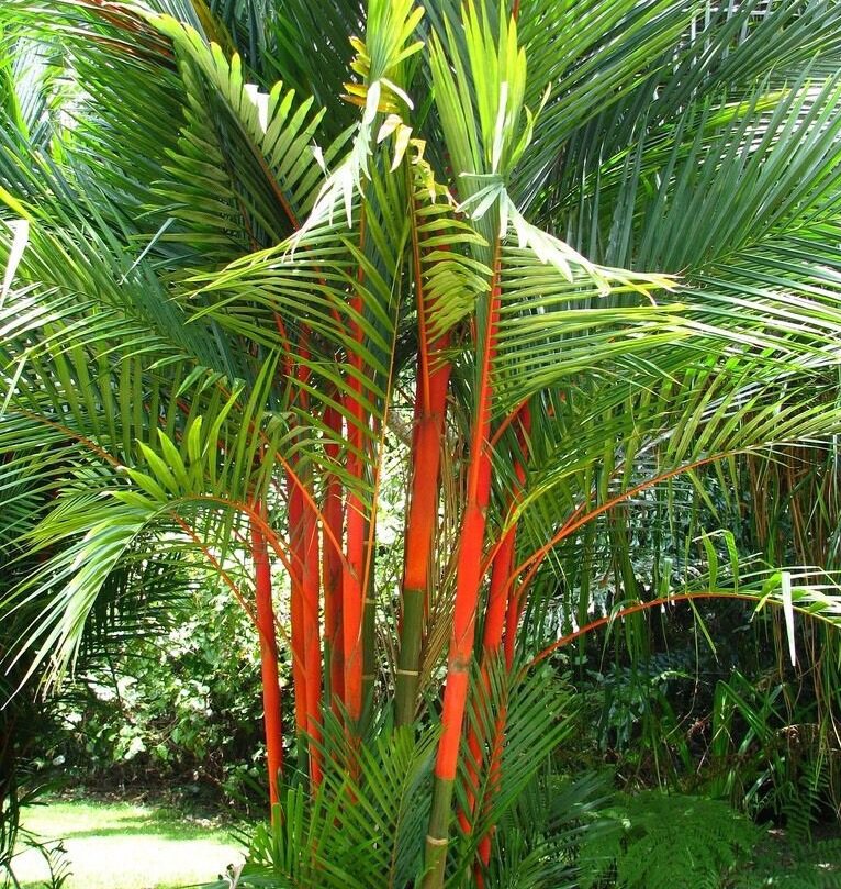 Lipstick Palm Red Sealing Wax Palm Eureka Farms