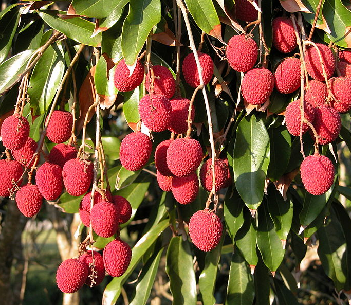 Lychee Mauritius Nut Tree, Litchi chinensis