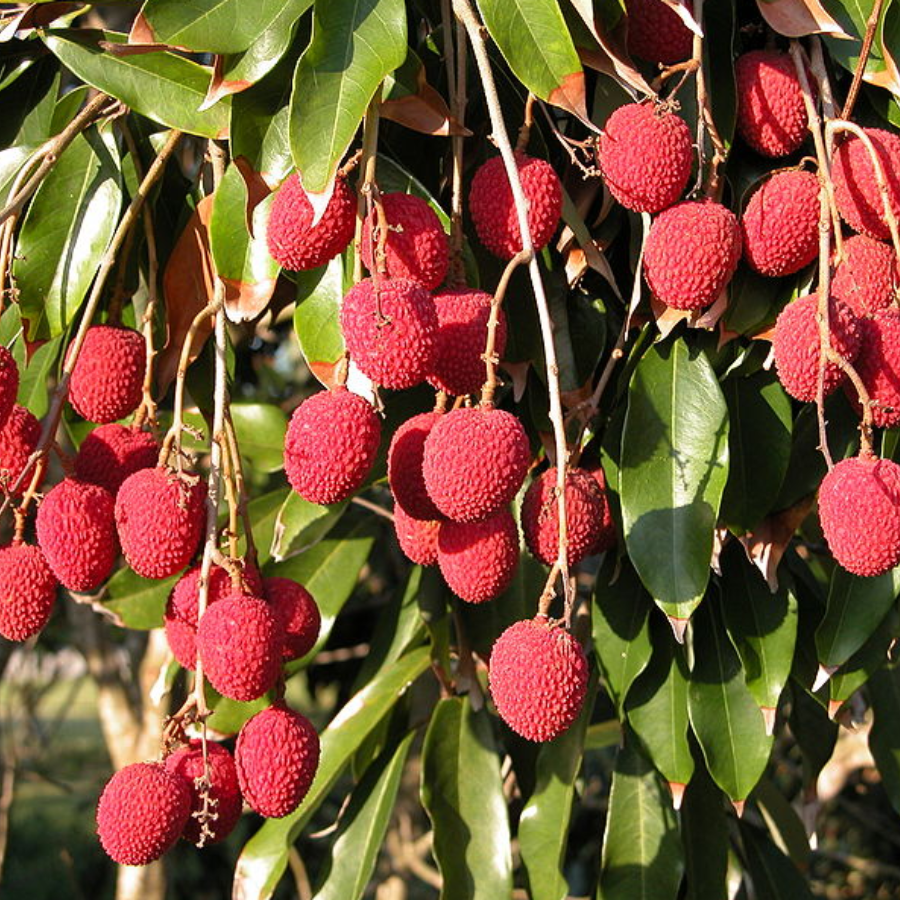 Clusters of ripe red Mauritius Lychees growing on a leafy tree.