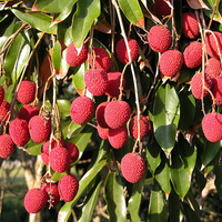Lychee Mauritius Nut Tree, Litchi chinensis