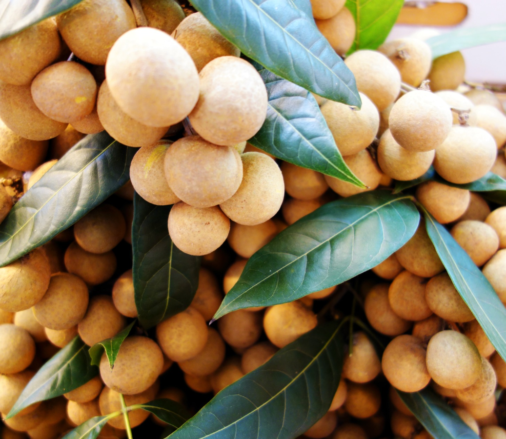 A mature Sri Chompoo Longan tree heavily laden with large clusters of round, tan-colored longan fruits