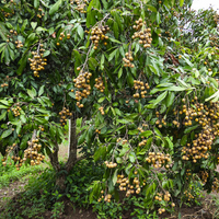 Longan Fruit Tree, Sri Chompoo