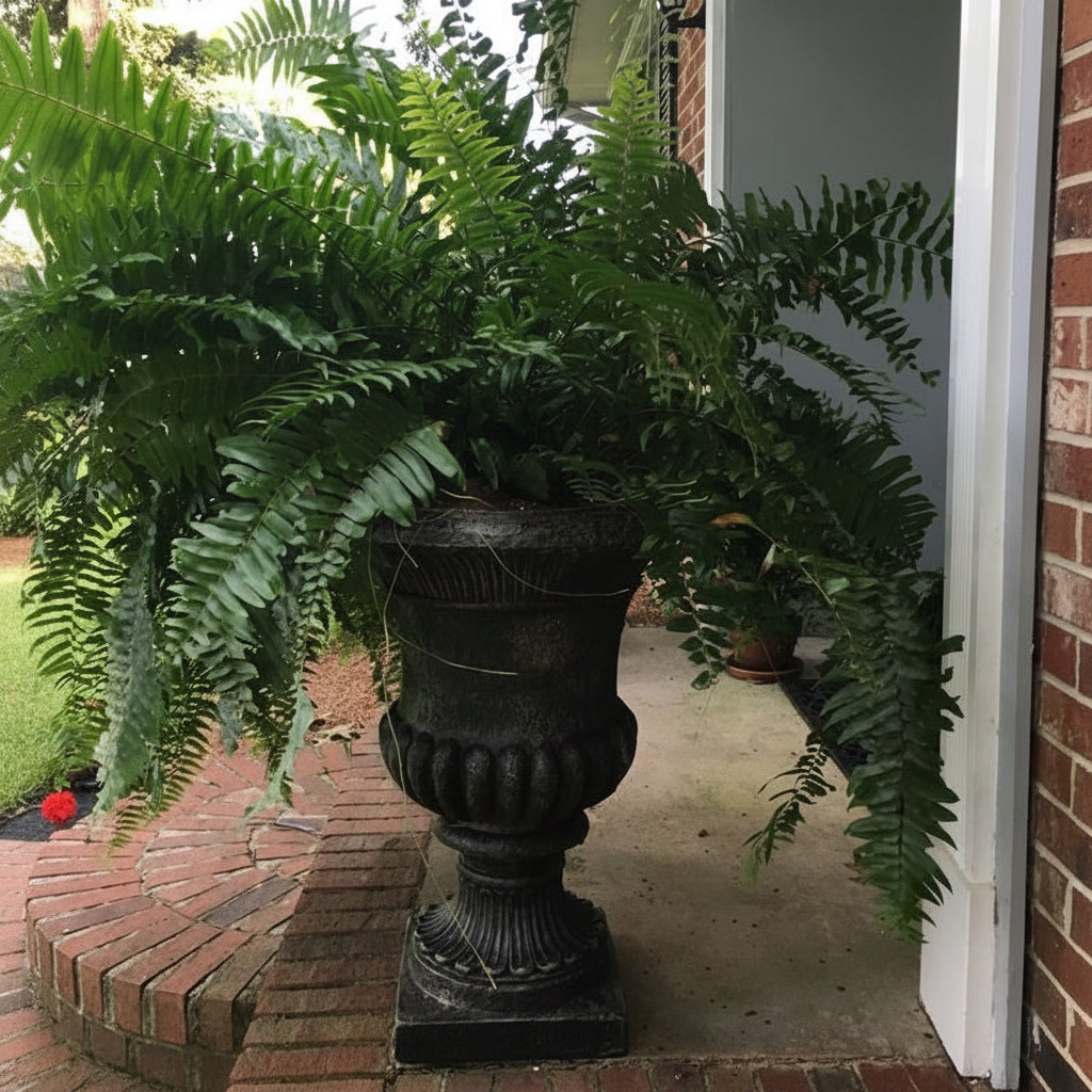 Fern Macho Giant Sword Fern outside of a house