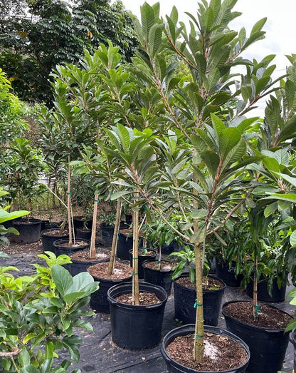 planting mamey sapote seed Magania Mamey Sapote Fruit Tree