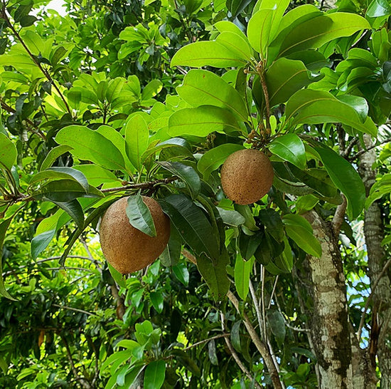 Key West Mamey Sapote Fruit Tree Eureka Farms