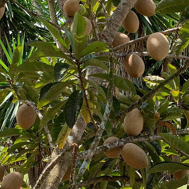 Mamey Sapote Fruit Tree Mature sapodilla fruits on a tree with green leaves