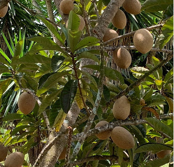 Magania Mamey Sapote Fruit Tree