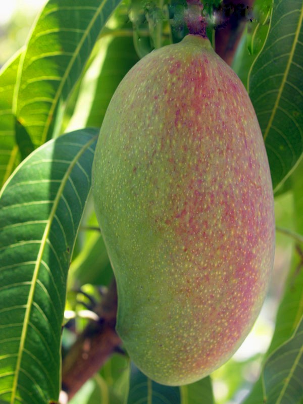 Valencia Pride Mango Fruit Tree, Mangifera indica