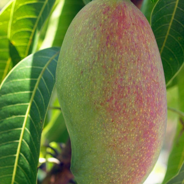 A ripe mango hanging from a tree among green leaves.