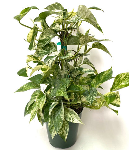 front view of Pothos Marble Queen in Trellis, Stunning Variegated Vines