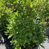 Miracle Fruit Berry Tree, Synsepalum Dulcificum