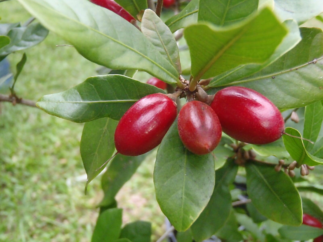 Miracle Fruit Berry Tree, Synsepalum Dulcificum