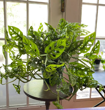 Monstera Adansonii Swiss cheese Hanging Basket