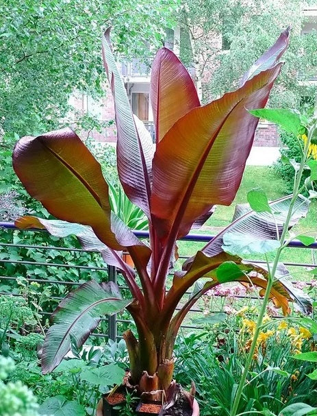 red pot abyssinian banana plant Musa Ensete Maurelii Red Abyssinian