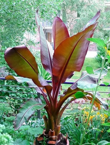Musa Ensete Maurelii Red Abyssinian | Eureka Farms