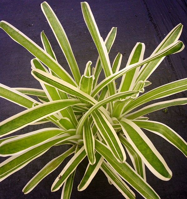 Bromeliad, Neoregelia Bossa Nova