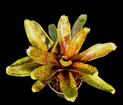 Bromeliad, Neoregelia Mo Peppa