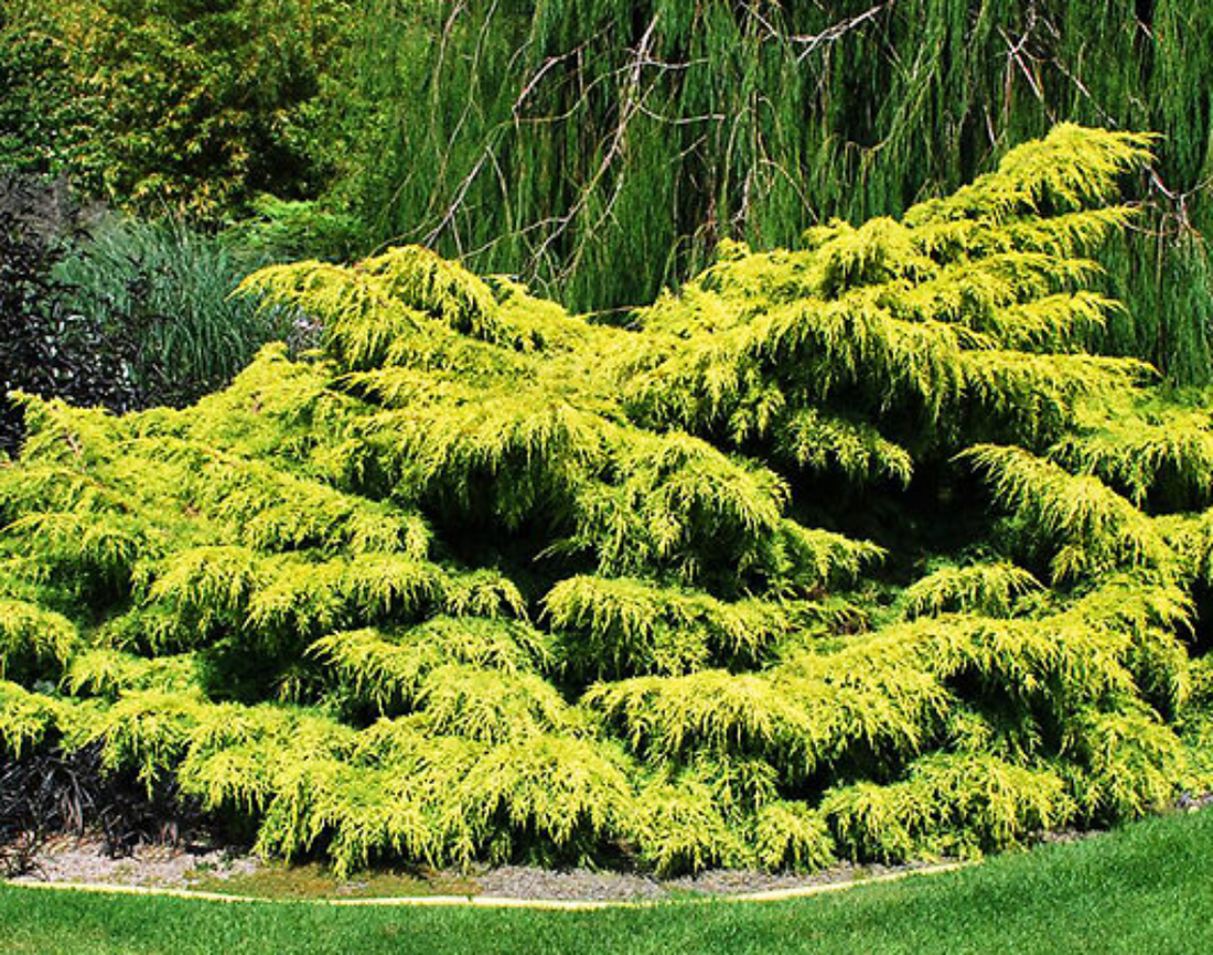 A close-up of Old Gold Juniper foliage.