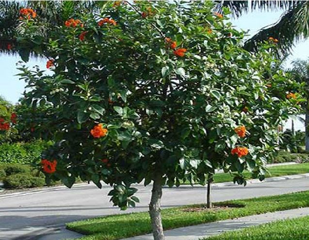 Orange Geiger Tree, Cordia sebestena