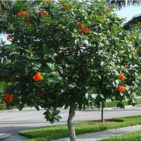 Orange Geiger Tree, Cordia sebestena