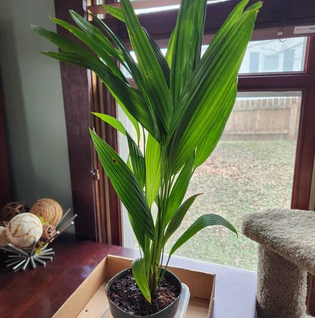 Buy Chinese Fan Palm, Fountain Palm