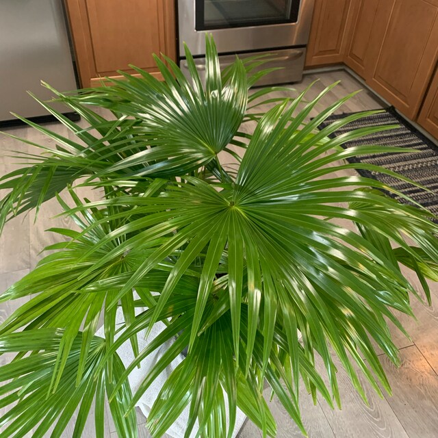 small fan palm plant Chinese Fan Palm, Livistona chinensis, Fountain Palm