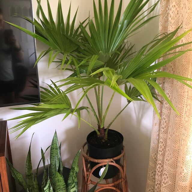 fan palm house plant Chinese Fan Palm, Livistona chinensis, Fountain Palm