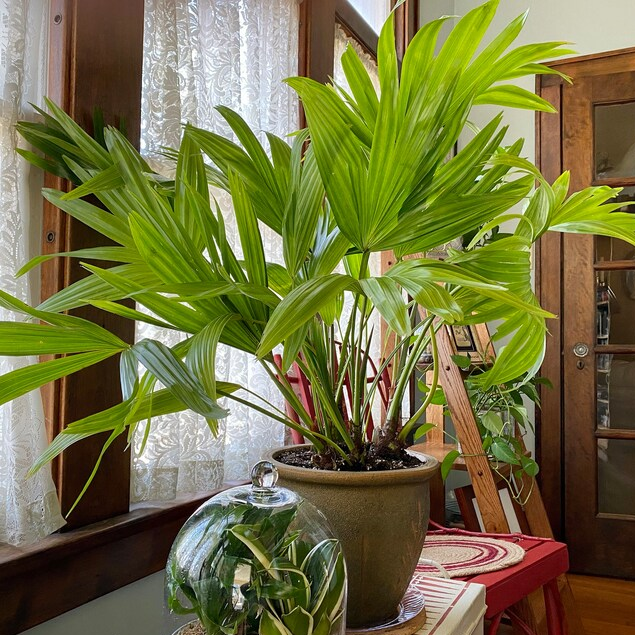 Chinese Fan Palm, Fountain Palm