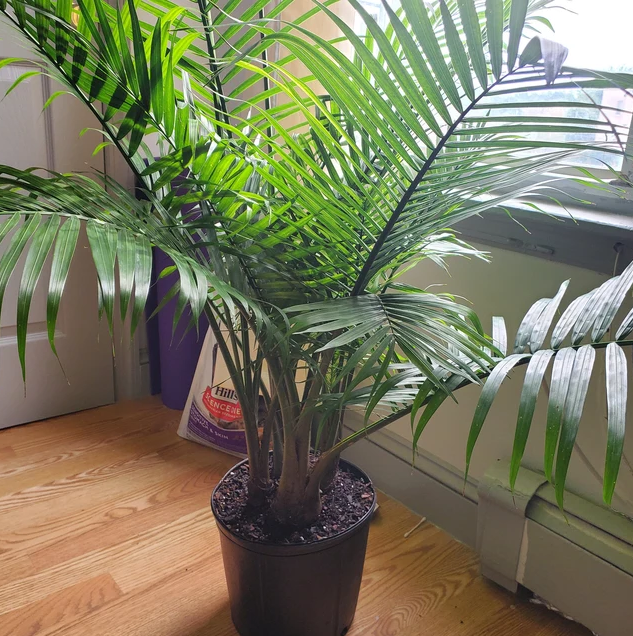 Majesty Palm, Ravenea Rivularis Live Indoor Plant