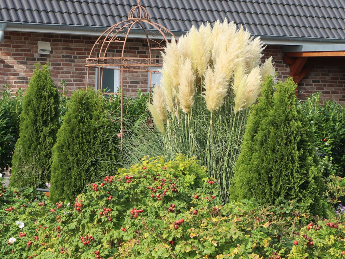 White Pampas Grass outside of a house view