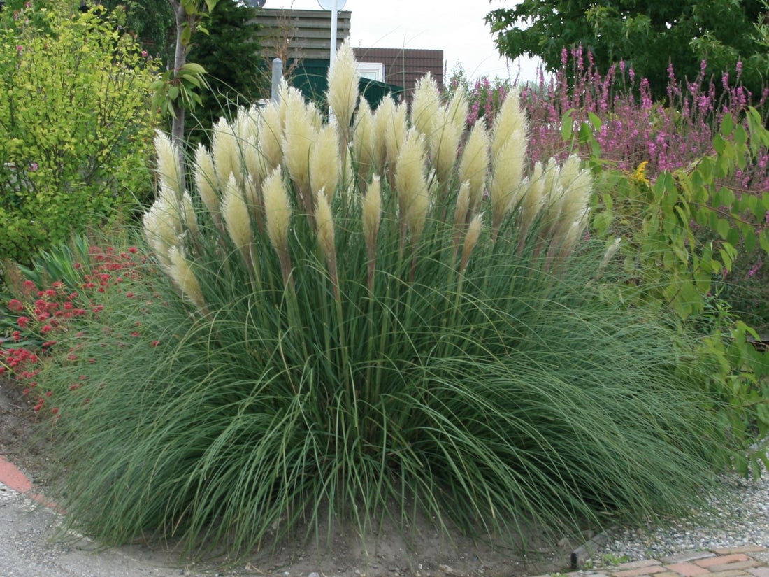 White Pampas Grass Pumila