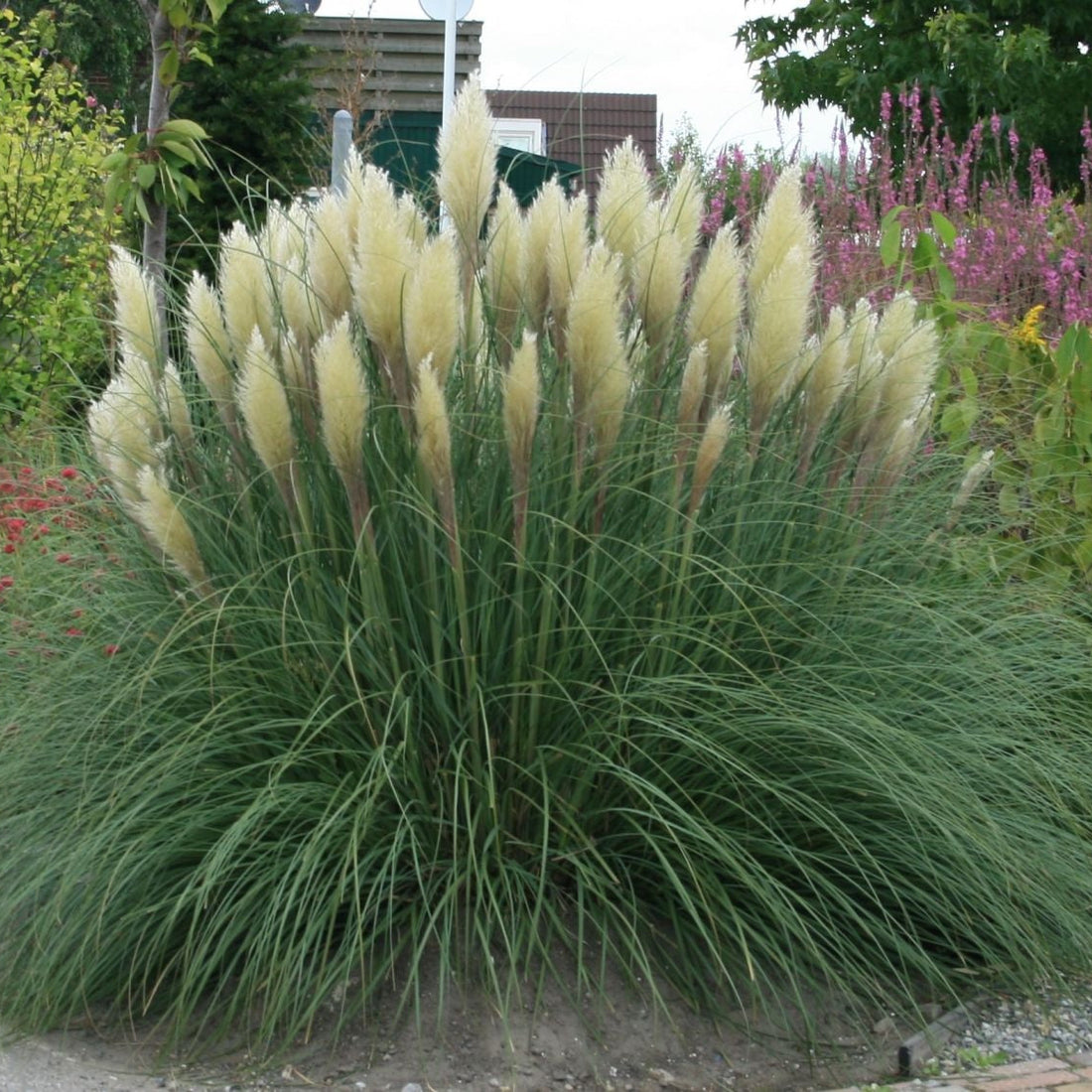 Pampas grass in a garden setting with other plants and flowers.