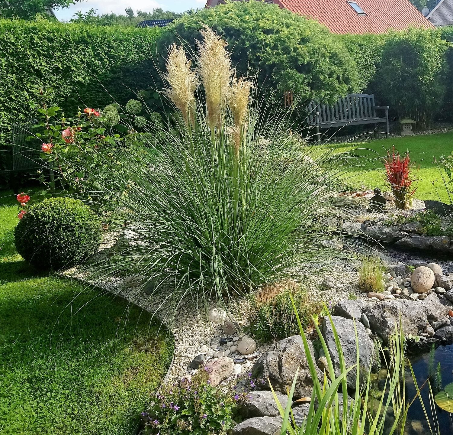 White deals pampas grass