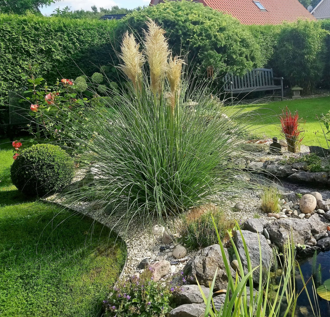 White Pampas Grass Pumila