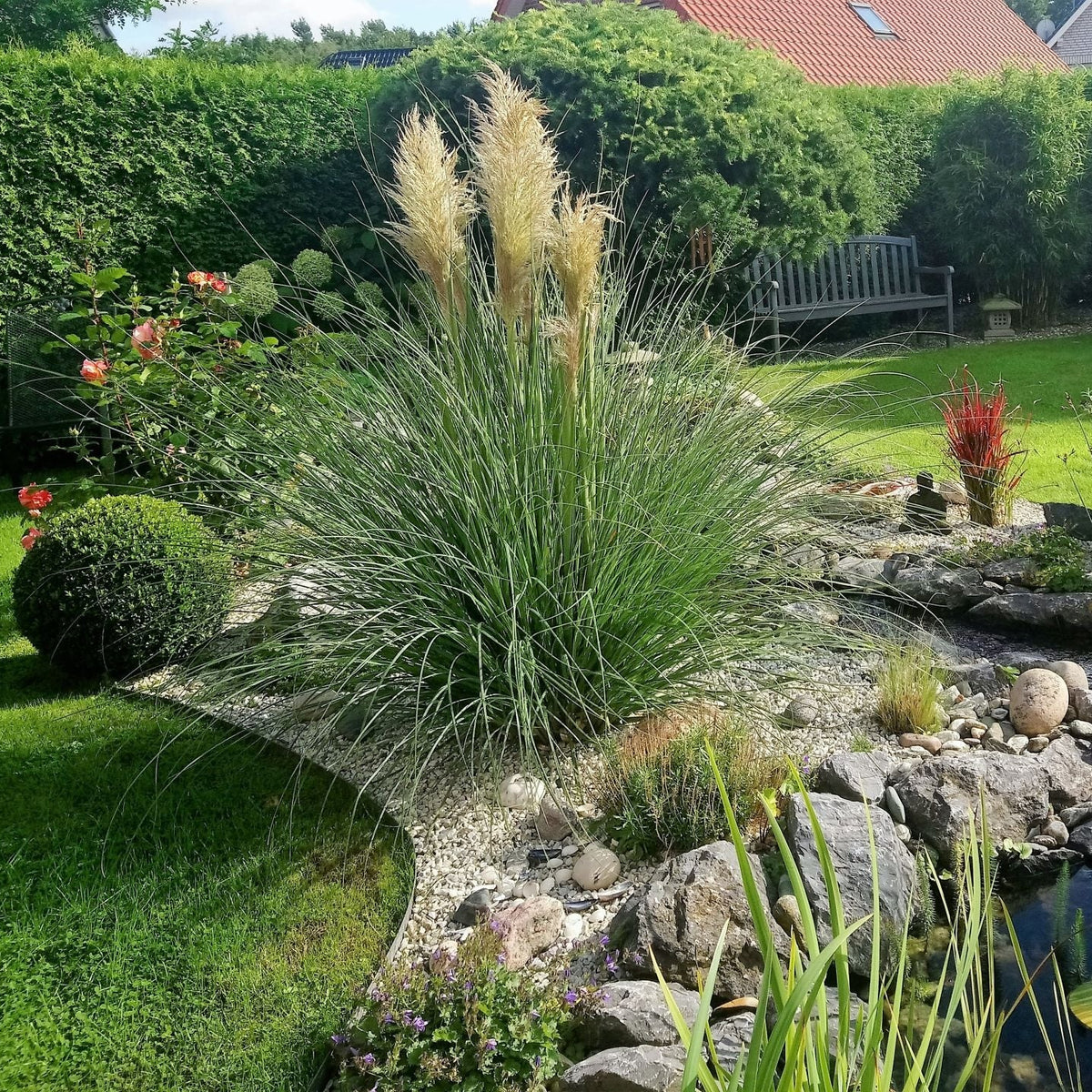 White Pampas Grass Pumila