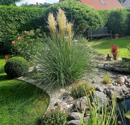 White Pampas Grass Pumila