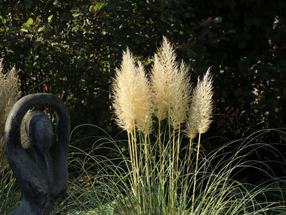 White Pampas Grass Pumila