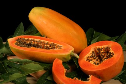 Papaya Red Lady Carica Pawpaw Fruit Tree