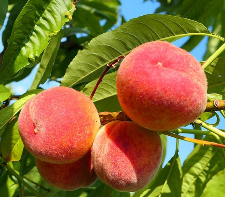 Florida King Peach Tree